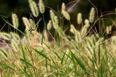 小米最早培育自哪种植物,最早由狗尾草演变而来