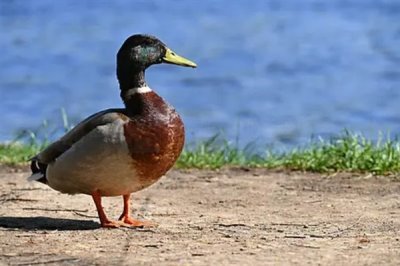 养殖绿头鸭的前景，现今市场需求大前景广阔