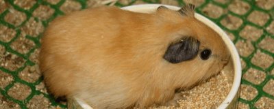 荷兰猪是什么动物,是啮齿动物