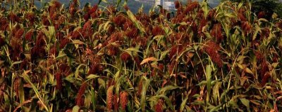 高粱的俗称,一般称为蜀黍