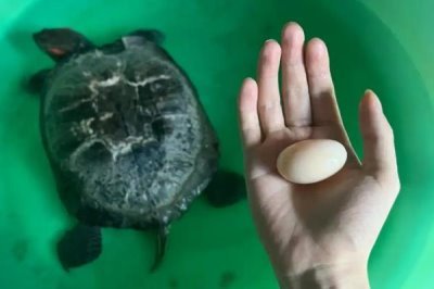 巴西龟的产蛋数量，一次可产下6-11枚左右