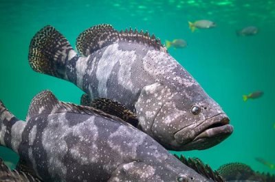 大石斑鱼简介，一般是指伊氏石斑鱼