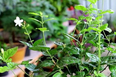 盆栽茉莉花的养护方法，每隔2-3天浇1次水