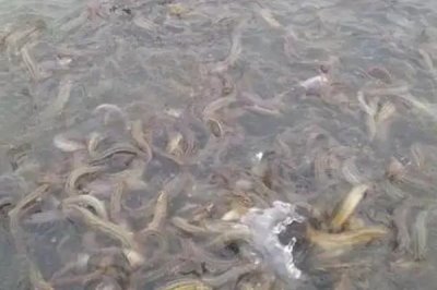 养殖泥鳅用什么饲料，可用植物性饲料和动物性饲料