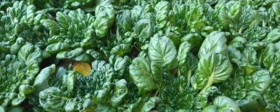 乌塌菜的种植方法,幼苗生长出6-7叶开始移栽