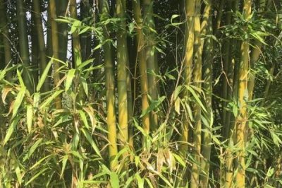 竹子的种植成本，投资因品种而异