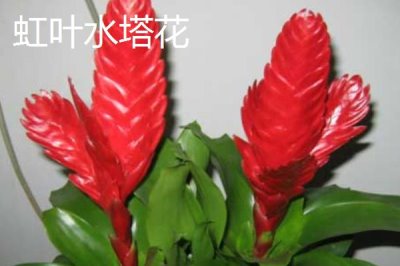 水塔花的种类,不同品种的叶片颜色不一