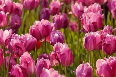 郁金香有哪些品种,可分为早花、中花、晚花这三种品系