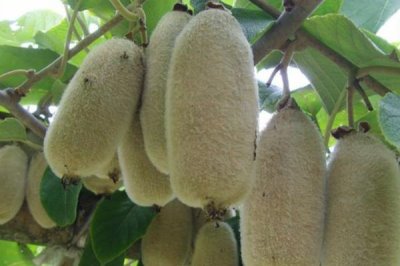 农村栽什么果树赚钱，推荐种植白猕猴桃、蓝莓等