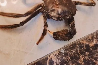螃蟹断掉的腿还能重新长出来吗,螃蟹有断足再生的能力