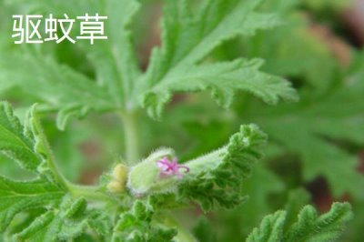 学校的树木有哪些,白杨树、柳树、杜鹃花等品种较常见