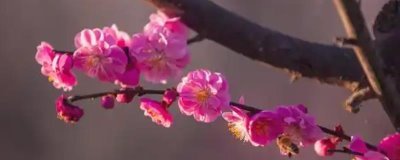 梅兰竹菊的寓意,梅花寓意百折不挠