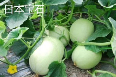 甜瓜品种推荐,是夏季消暑水果