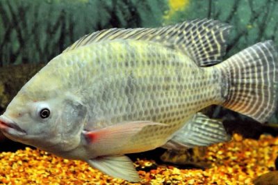 伊豆4号能大小通杀吗，可通杀鲫鱼、罗非鱼等中小型鱼