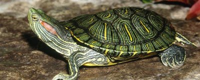 巴西龟白眼病的原因,可能是水质太差、长期不换水等