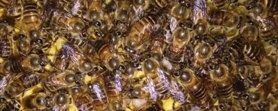 蜜蜂越冬死亡的原因,越冬是蜜蜂生存最大的考验