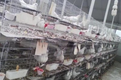 养殖鸽子怎么检查健康状况,健康的鸽子比较活泼且敏感