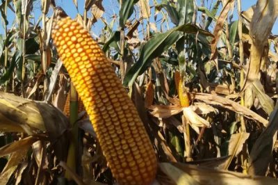 春庆189玉米品种的特性,密度4000株/亩左右