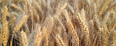 中麦875小麦种简介，每亩适宜基本苗18万左右