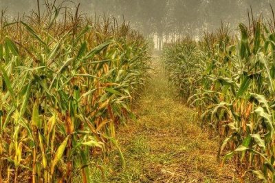 陕单650玉米种子特征特性，注意防治灰斑病和丝黑穗病