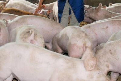 猪胀气如何处理,可用石蜡油加温水灌服