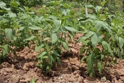 洋姜的种植方式，喜欢冷爽干燥的环境