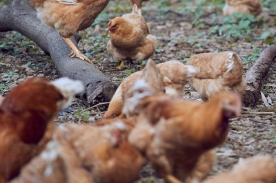 鸡发瘟怎么办,可用土霉素或四环素治疗