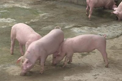 养殖白猪不养黑猪的原因,白猪的生长速度快且成本低