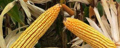 珺玉99玉米品种简介，播种期6月上中旬