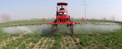 怎么解决除草剂药害,可将芸苔素、鲜牛奶和葡萄糖兑水喷雾