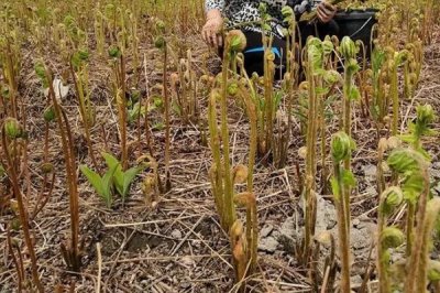 种植蕨菜的效益，亩收益可达到12000-16000元左右