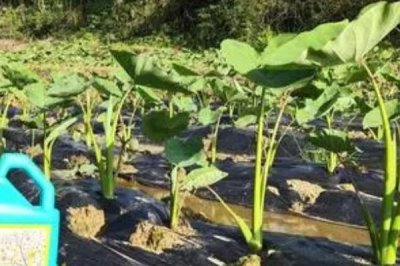 芋头的种植时间,一般在3月上中旬种植