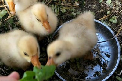 小鹅拉水便的原因,可能是得了白痢病