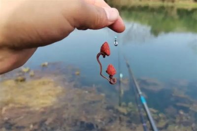 冬天什么鱼吃蚯蚓，常见的有鲤鱼、鲫鱼、黑鱼等