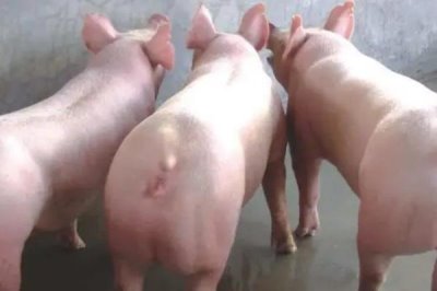 母猪便秘如何使用开塞露,一般会用到3-4支