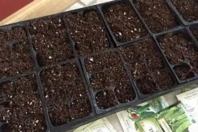 什么是花木扦插常用的基质,常用的有泥炭土、珍珠岩、蛭石等