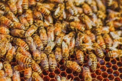 冬季中蜂失王会不会急造王台,可能会造出王台但最好是合并到其它有王群