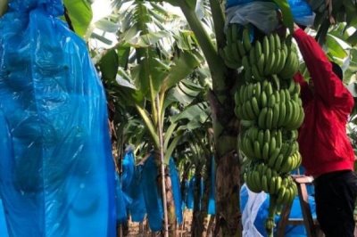 香蕉为什么要套袋,可以提高表面的着色度和防治病虫害