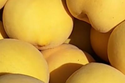 贵的桃树苗有哪些品种，常见的有冬雪蜜桃、金冠黄桃等