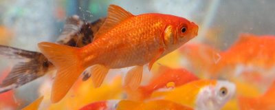 金鱼如何区分公母，可通过腹部、体型和鱼尾等鉴别