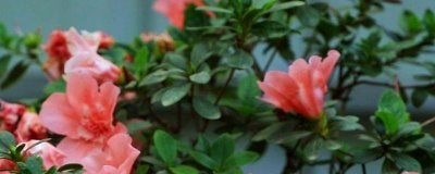 家里养杜鹃花寓意吉祥吗，家里养杜鹃花是十分吉祥的