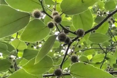 如何弄死树根，根据不同的树种来做选择