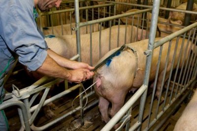 怎么稀释猪的精子，用纱布过滤胶状物、再用集精瓶充分混匀