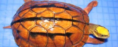 金钱龟的特点，是国家二级保护动物