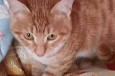 为什么猫咪会哭,可能是感觉孤独或者病了