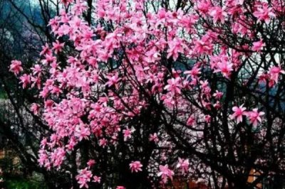 辛夷怎么繁殖,可采用播种、扦插等方法