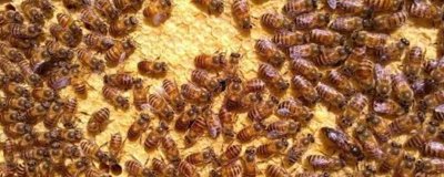 如何直接介入蜂王,将蜂王直接介入蜂群中即可