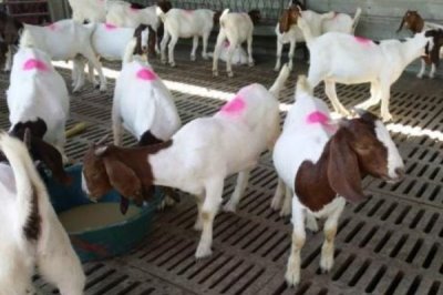 新手养羊要注意什么,分群饲养并做好免疫接种等工作