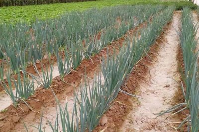 大葱高产施肥方法,播种前可将全部磷肥深施入土