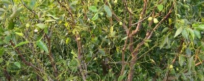 枣树锈病是什么原因导致的，湿度大的时期夏孢子会萌发侵入叶片导致发病